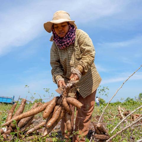 Australia’s support of Cambodia’s agricultural sector is now focusing on livestock and non-rice crops, like casava. 