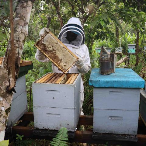 Beekeeper inspecting the hive