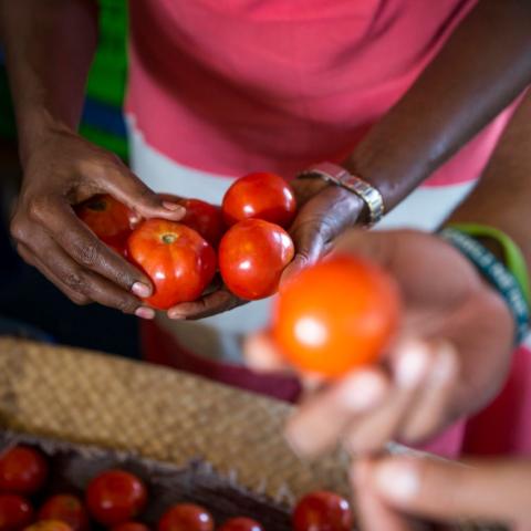 Tomatoes being handled in Kiribati 