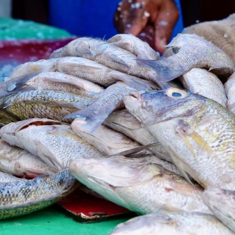 Fish on table