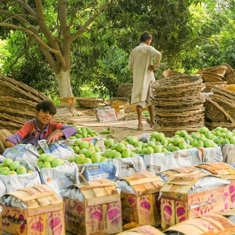 mangos at a market