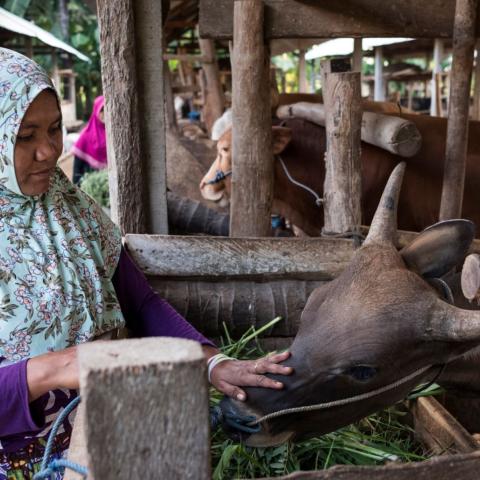 Supriani feeds fodder to her cattle inside the communal cattle shed in Karang Kendal hamlet