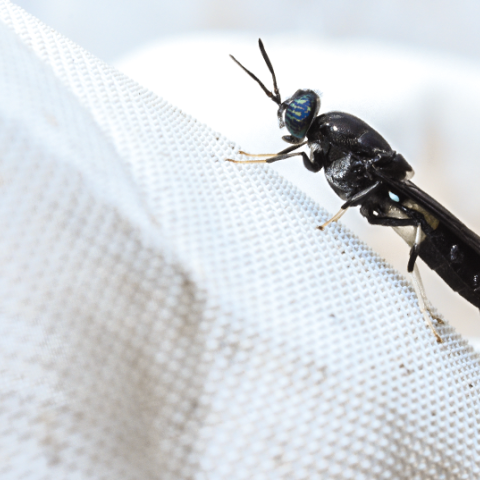 Black soldier fly
