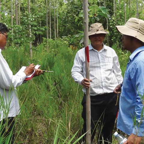 Three men in a eucalyptus plantation in Cambodia