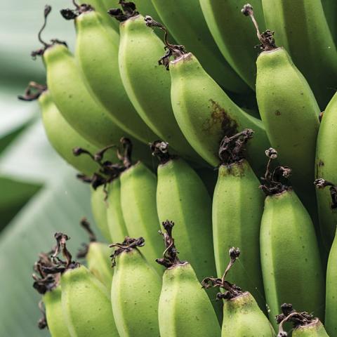 green bananas on a tree