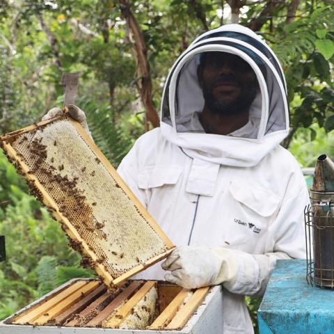 a beekeeper in a suit holding up bees from a hive in Papua New Guinea