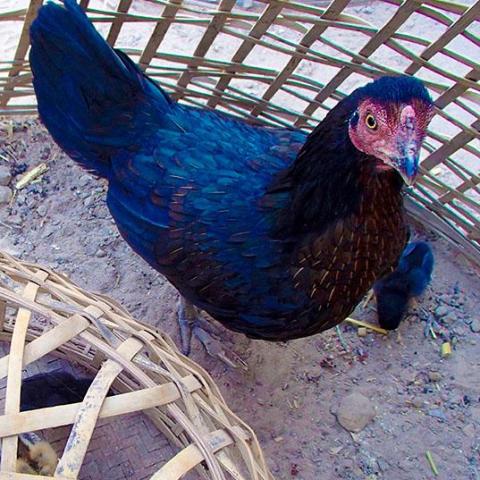 Chicken with blue feathers next to basket