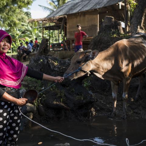A smallholder farmer in Indonesia with a cow in a small village 