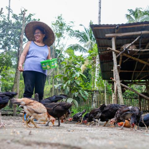 Herminia Moreno feeds their chicken at their farm in the village of Assumption, Koronadal City, Province of South Cotabato, Mindanao, the Philippines.