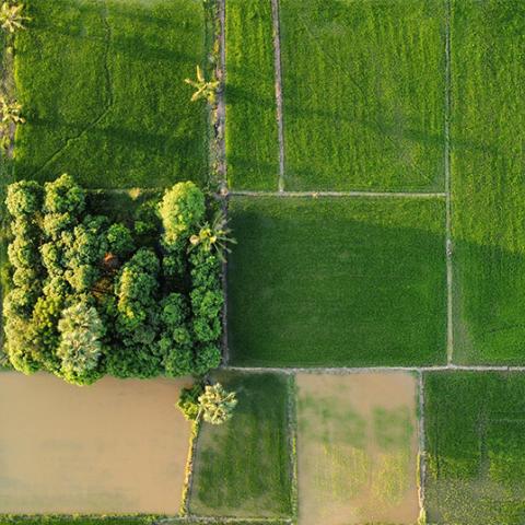 Cambodia forestry