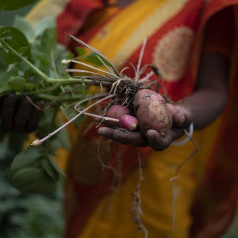 Farmer holding up a freshly harvested sweet potato