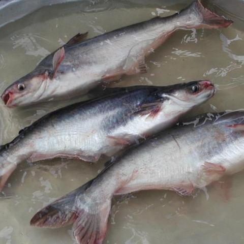 Mekong cat fish 