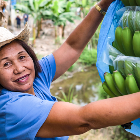 A woman in a straw hat and a blue shirt holds open the blue plastic covering over a bunch of bananas hanging from a banana tree. 