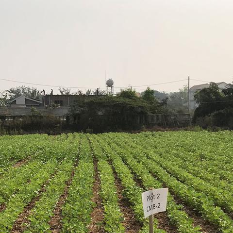 A field of mungbean rows