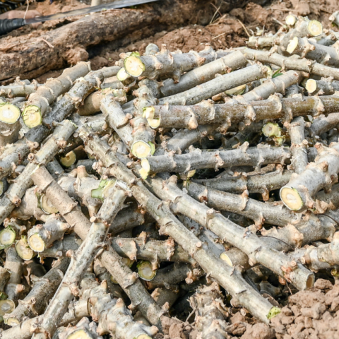 Freshly harvested cassava crop