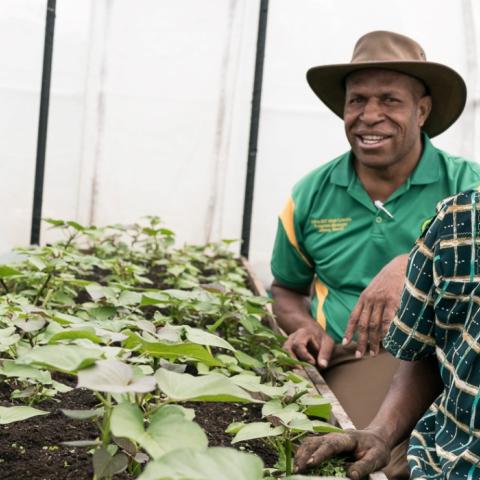 Two men and a woman inside a white screenhouse with a bed of small sweetpotato plants