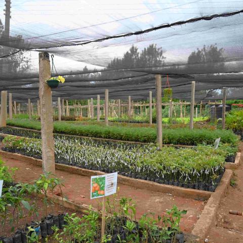 Nursery of fruit tree seedlings
