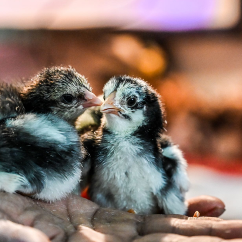 Three Skouy breed chicks on a person's hand.