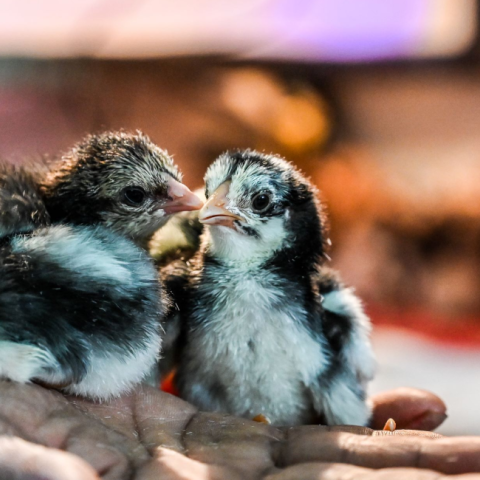 Three chicks sitting on a person's hand.