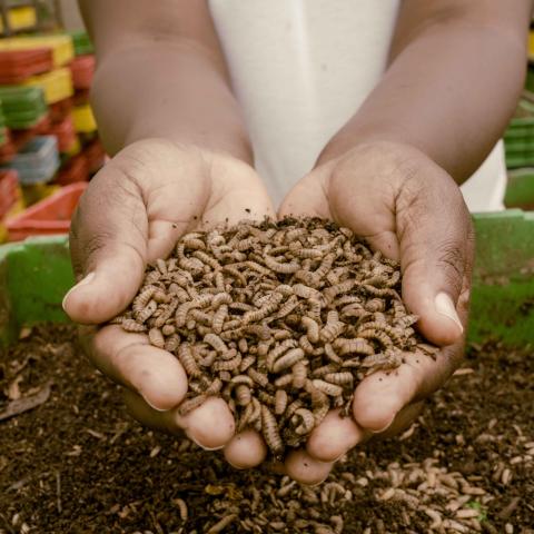 Hands holding insect larvae 
