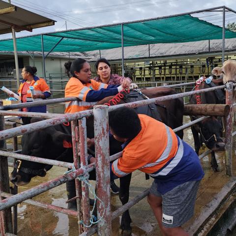 A group of people in orange high-visibility shirts working with cows in pens