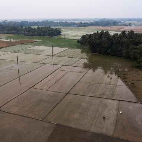 Aerial view of rice paddy fields