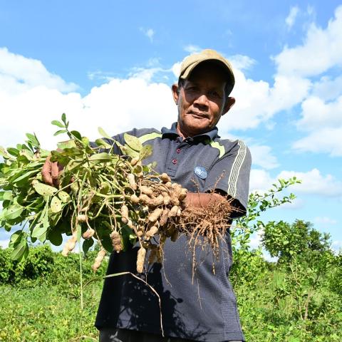 Farmer Oum Samun showcases a healthy peanut plant