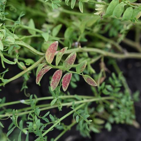 A close-up shot of an infested lentil plant.