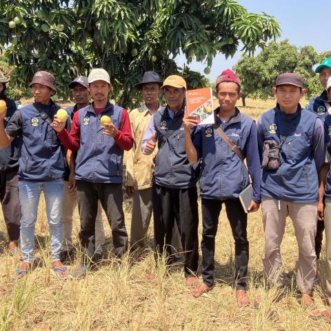 Mango farmers