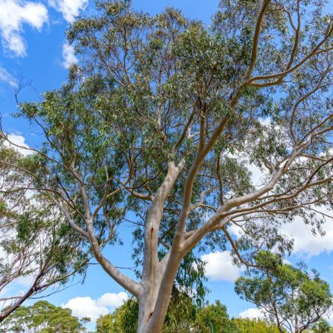 Eucalyptus tree 