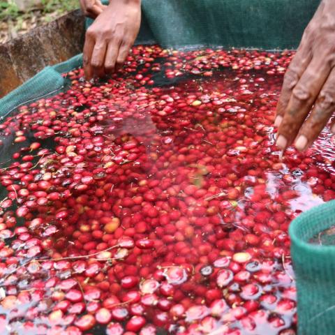 Coffee berries submerged in water.
