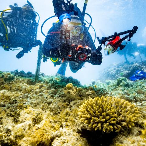 Two scuba divers inspecting coral