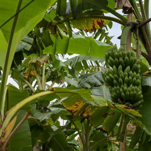 Close up of bananas on a tree
