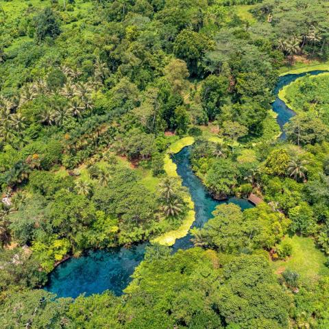 Aerial image of tropical vegetation