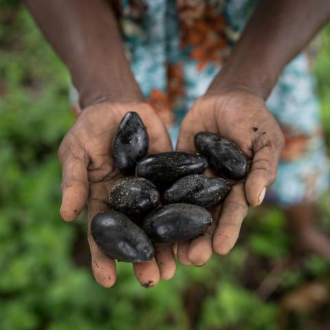 Outstretched hands holding galip nuts