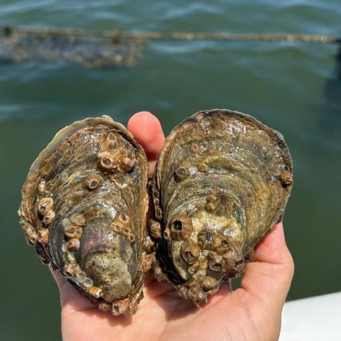 Hand holding two oysters