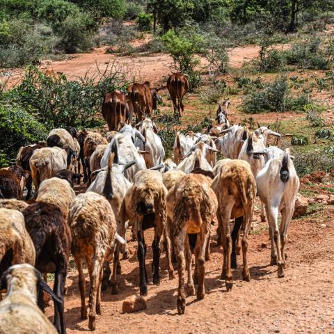 Herd of goats moving