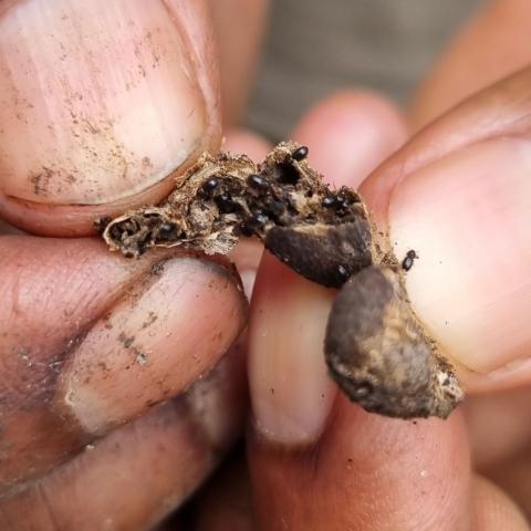 A close up of hands holding a coffee berry infected with small black bettles