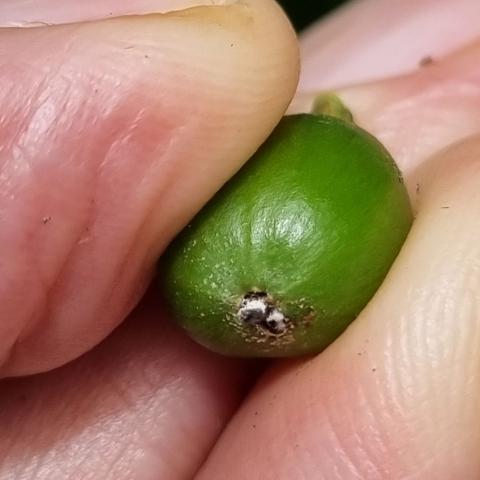 A close up of a hand holding a green coffee berry