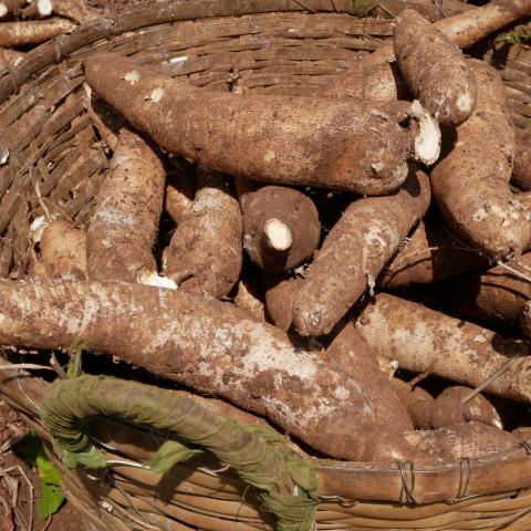 Cassava piled in a basket after harvest.