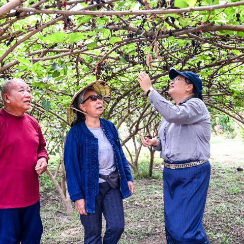 3 people in a field standing under and inspecting a tree