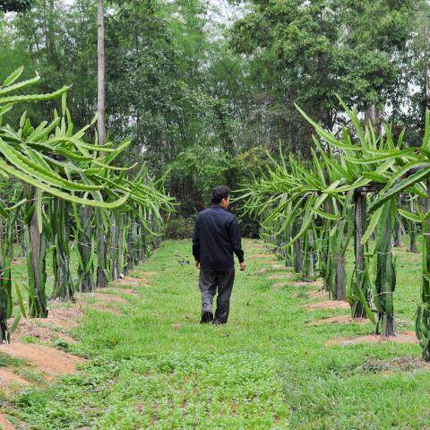 A person walking along a grassy path between rows of plants on posts, with forest tress visible in the background.