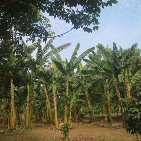 A landscape image of rubber-banana crops. 