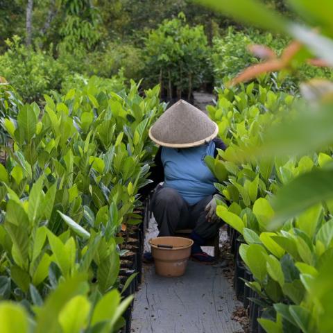 A person wearing a conical hat is crouching between rows of lush green plants in a nursery, with a brown pot placed on the ground in front.