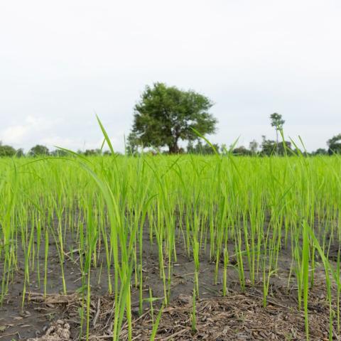 Close-up of green rice plants in early growth