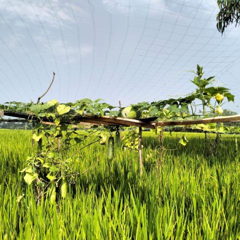 Vine crops growing on a trellis above a green rice field.