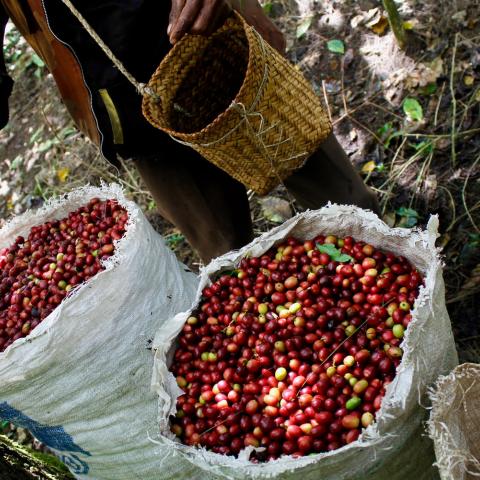 Sacks filled with freshly harvested red coffee cherries sit on the forest floor while a person pours cherries from a small woven basket into one of the bags.