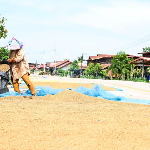 Harvested grain being spread out to dry in a rural village.