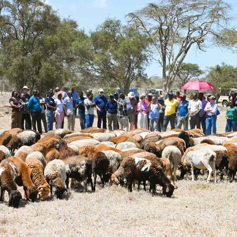 People observing a flock of sheep in a dry, open landscape.