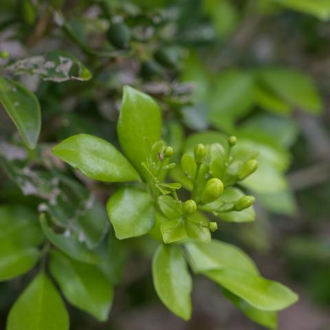 Close-up of citrus flower buds and green leaves on a tree.